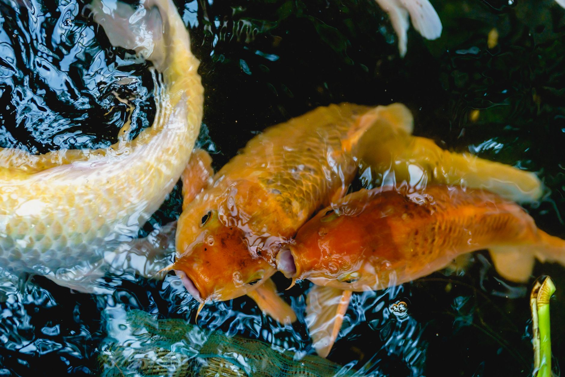 비단 잉어 보는 꿈의 길조를 상징하는 황금색 잉어
